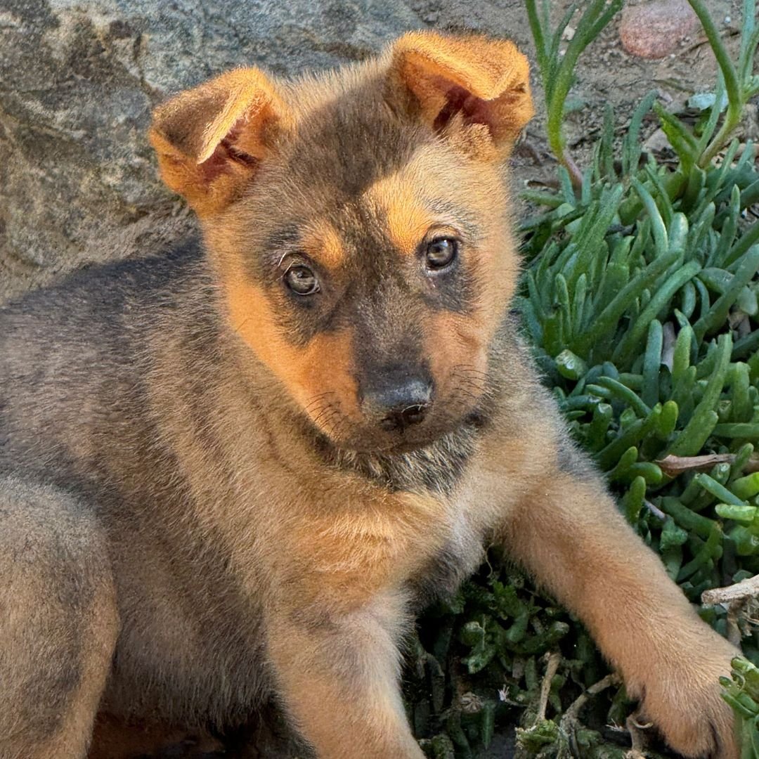 BBQ - Unknown available for adoption