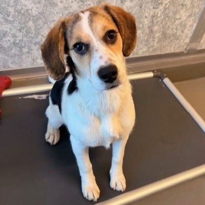 BUTTERCUP - Unknown available for adoption