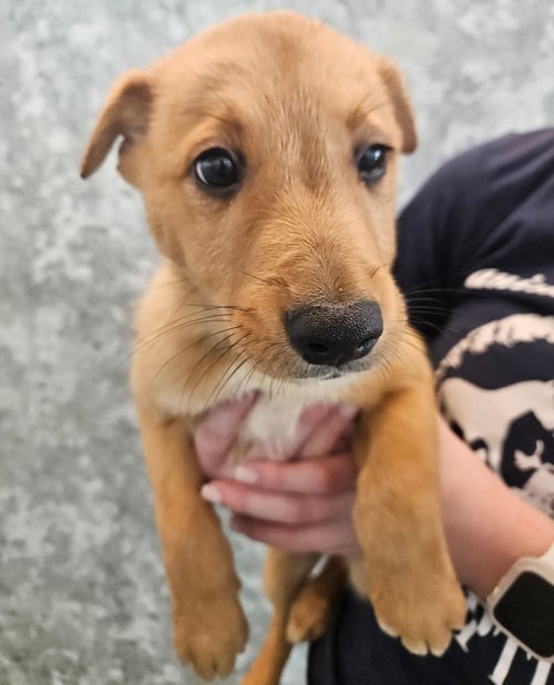 HOLLY - Unknown available for adoption
