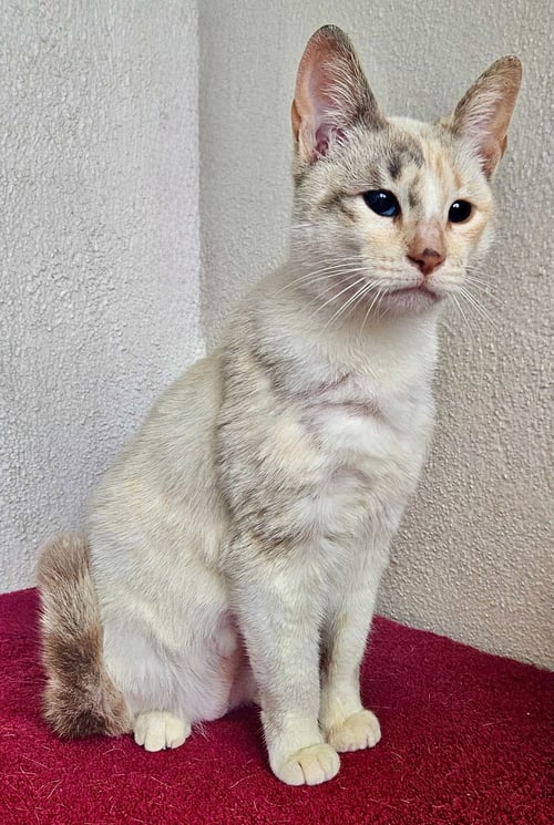 PUDDING - Unknown available for adoption