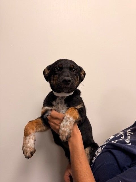 BOGEY - Unknown available for adoption