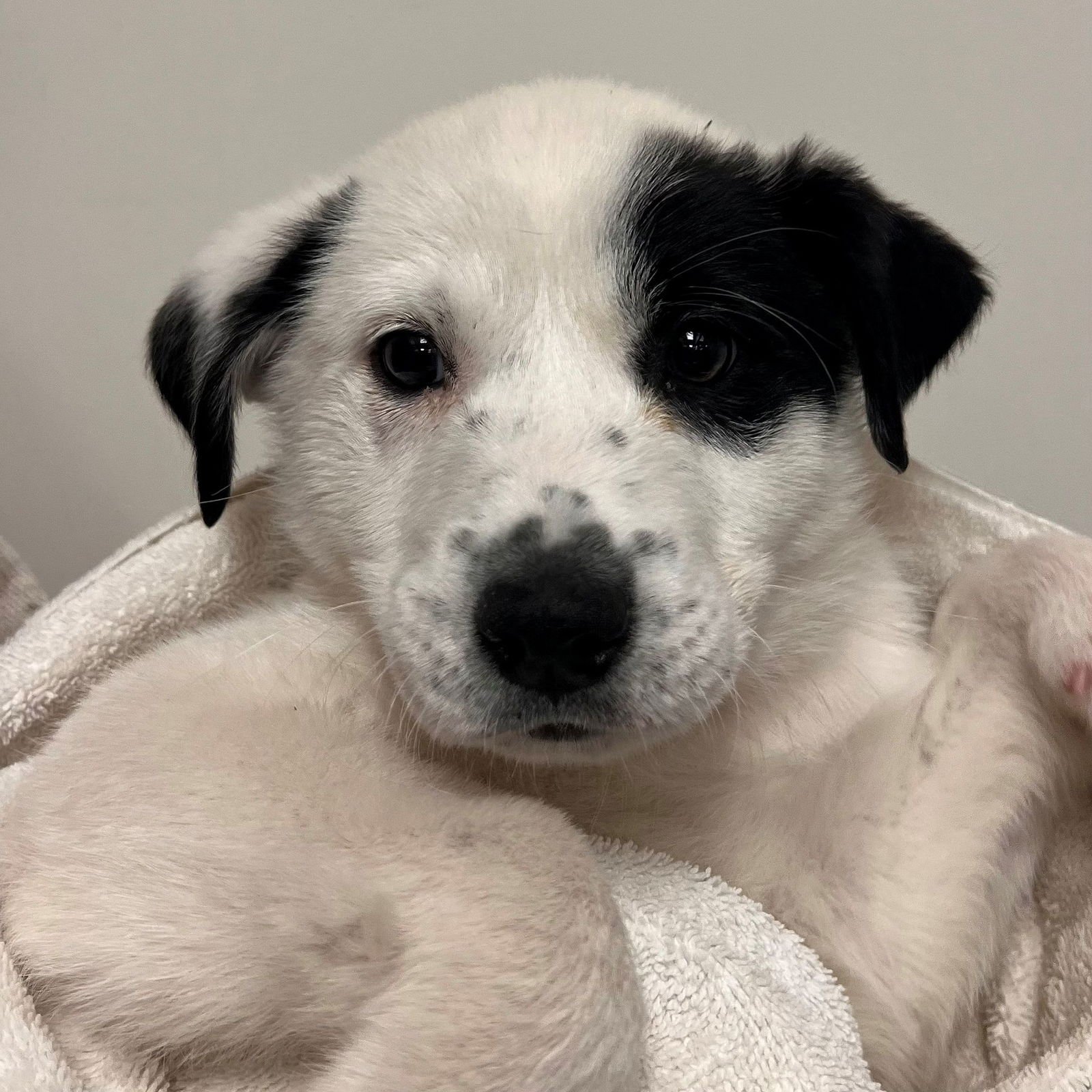 CRUSH - Unknown available for adoption