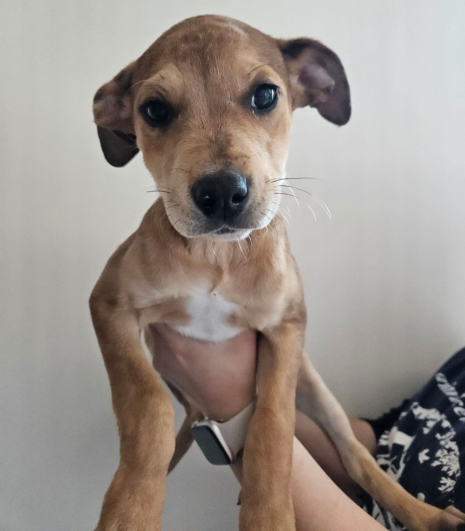 SCONE - Unknown available for adoption