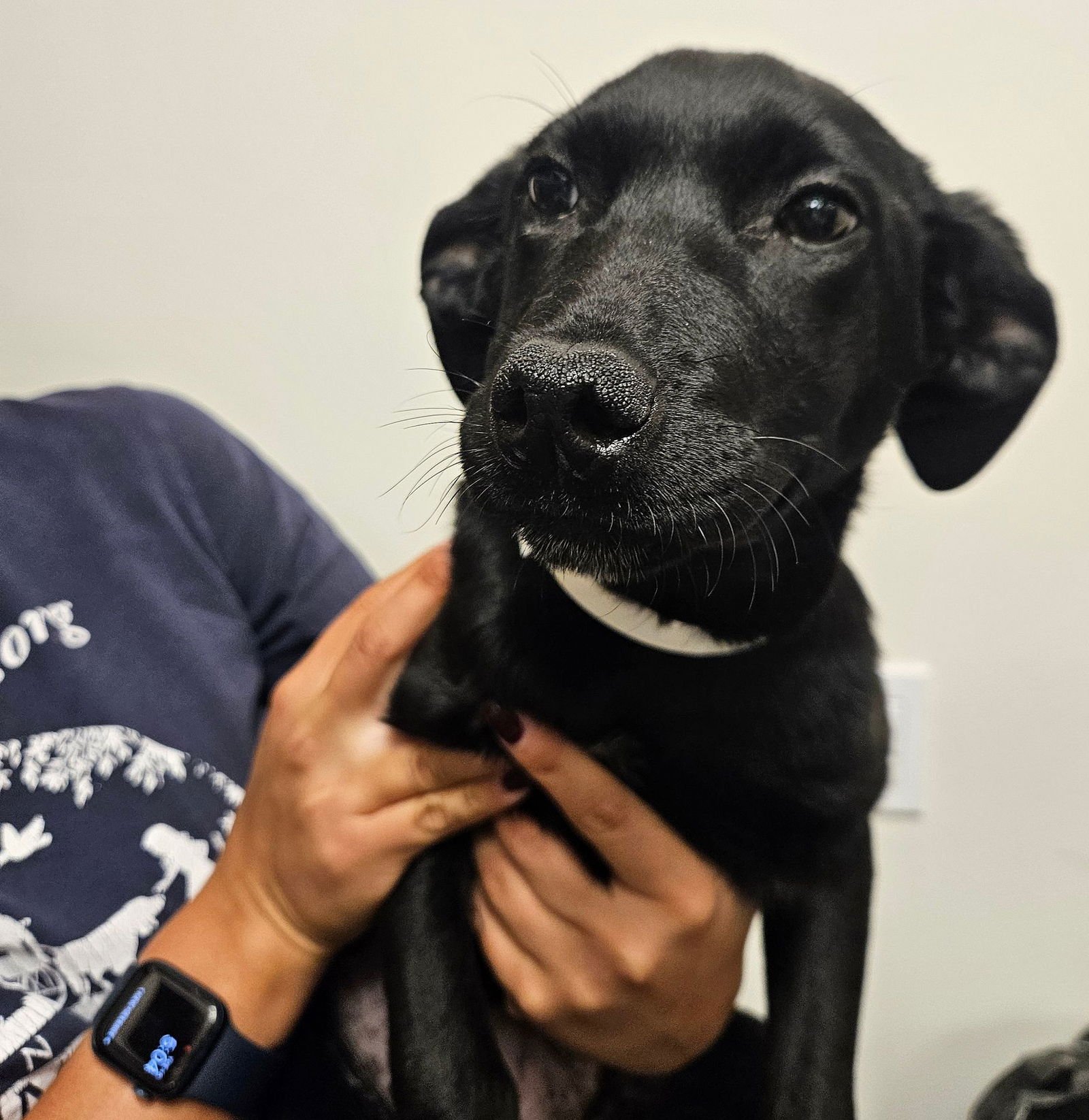 THELMA - Unknown available for adoption