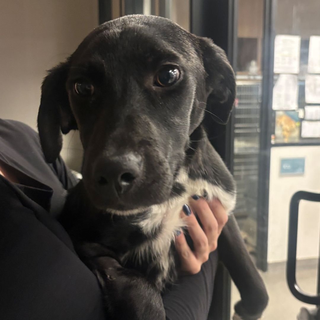 BLOSSOM - Unknown available for adoption