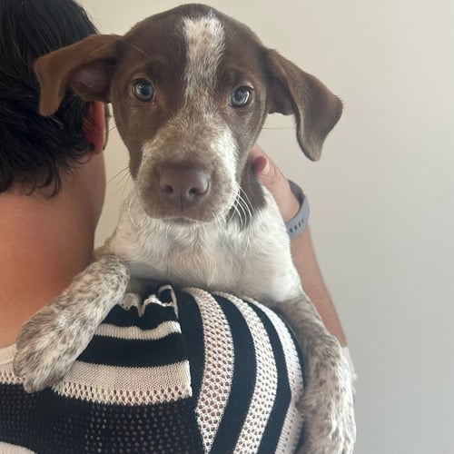 TALIA - Unknown available for adoption