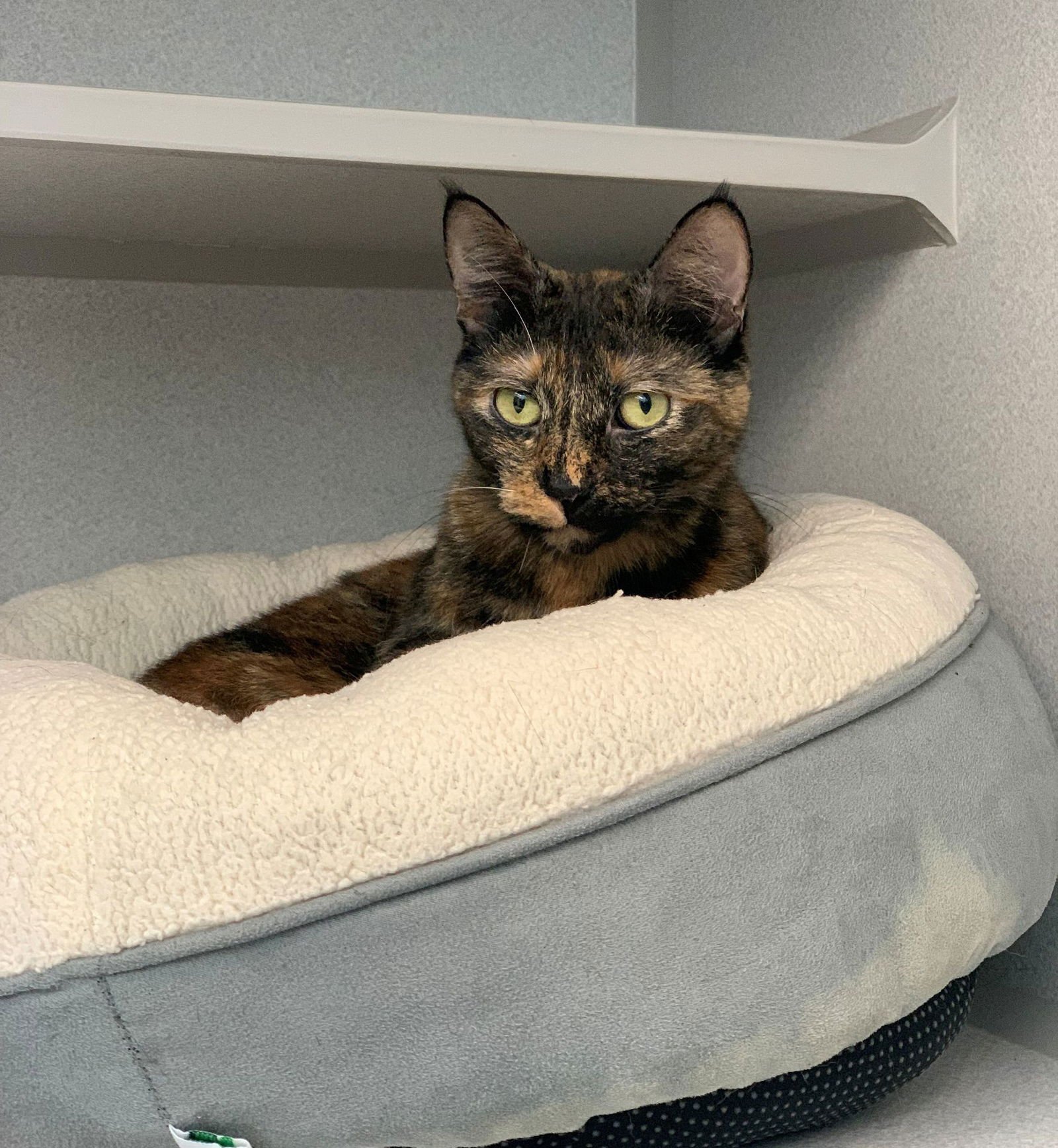 TRISCUIT - Unknown available for adoption