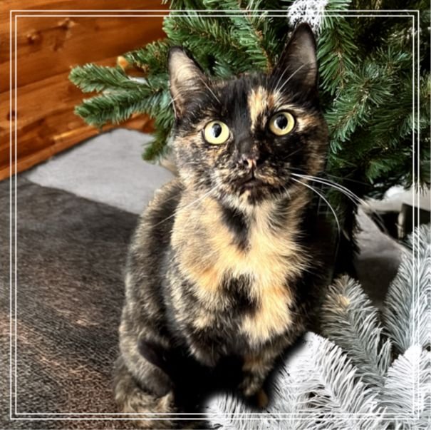 PRINCESS - Unknown available for adoption