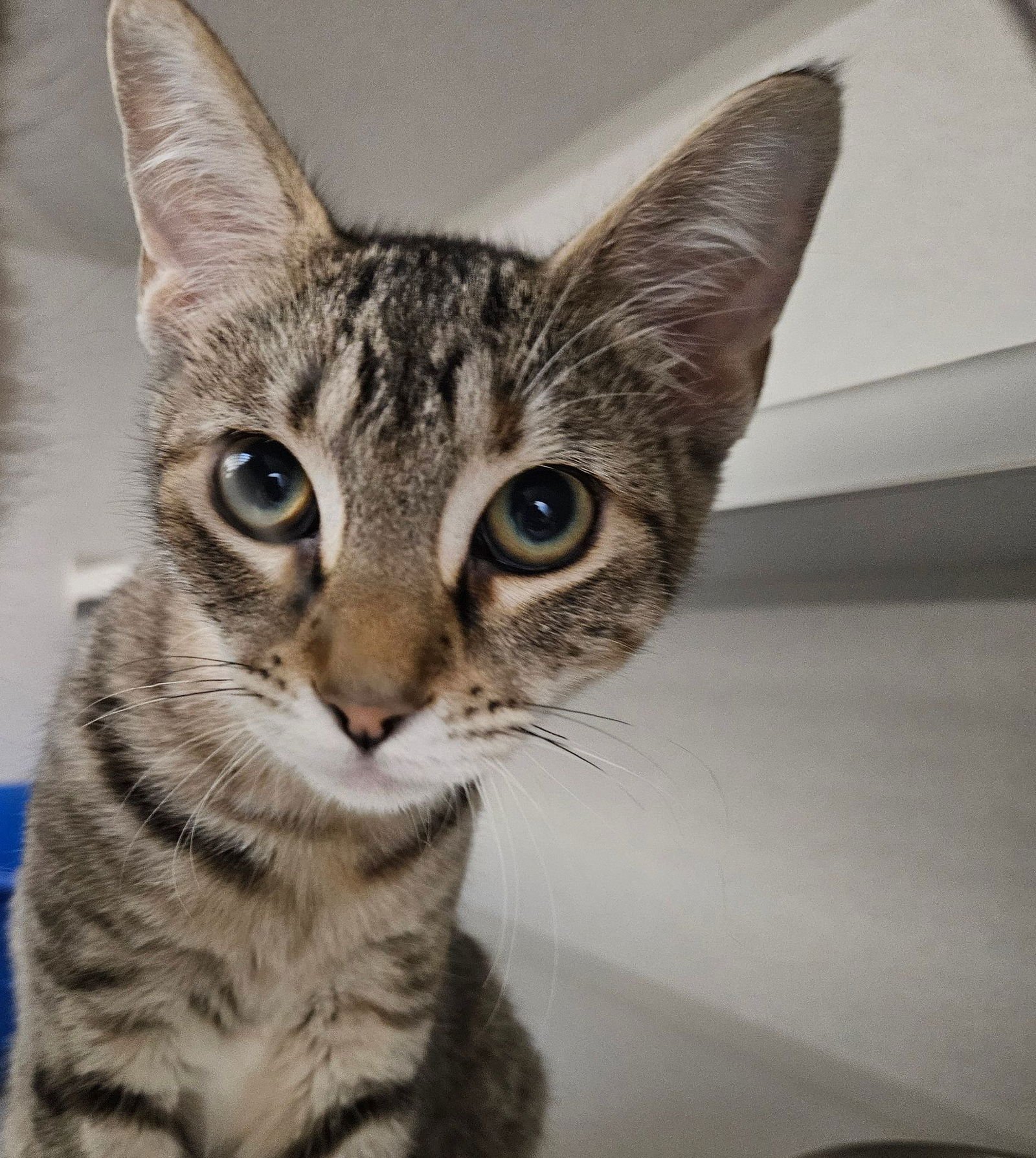 DUMPLING - Unknown available for adoption