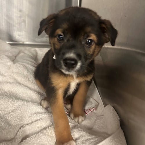 MARINA - Unknown available for adoption