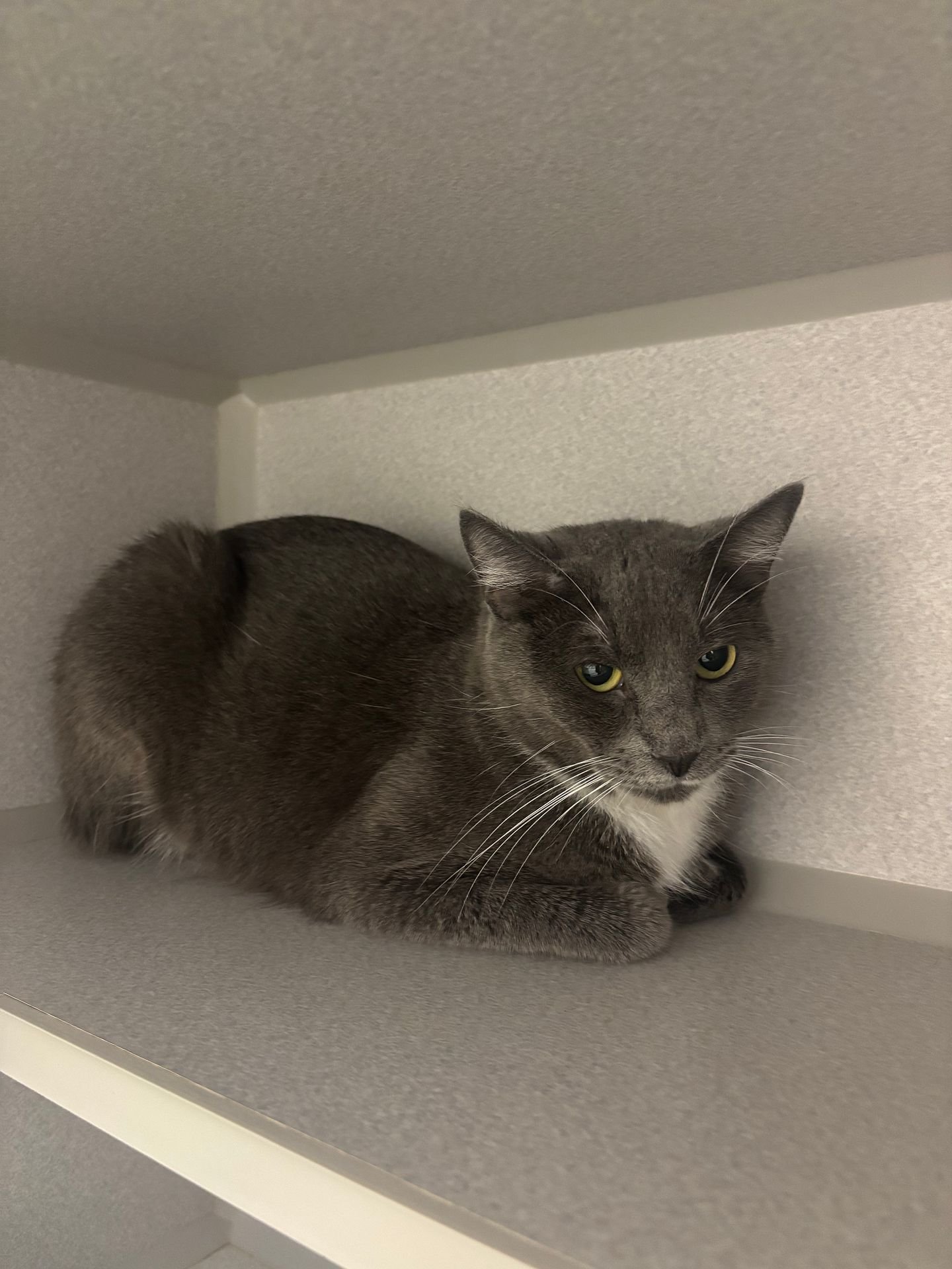 WILLOW - Unknown available for adoption