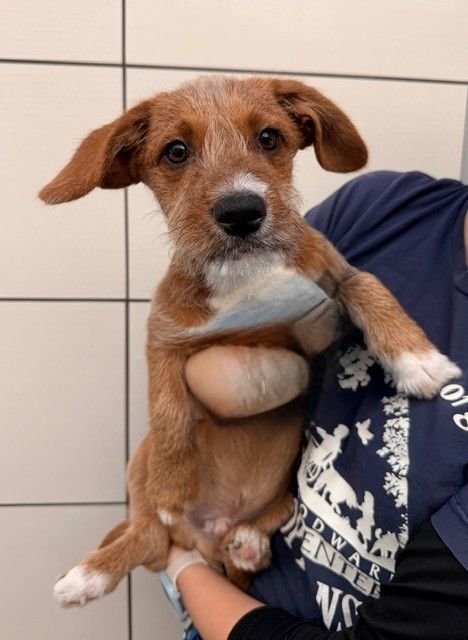 PRINGLES - Unknown available for adoption