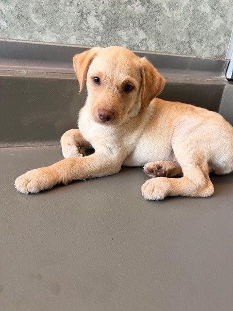 BLUEBERRY - Unknown available for adoption