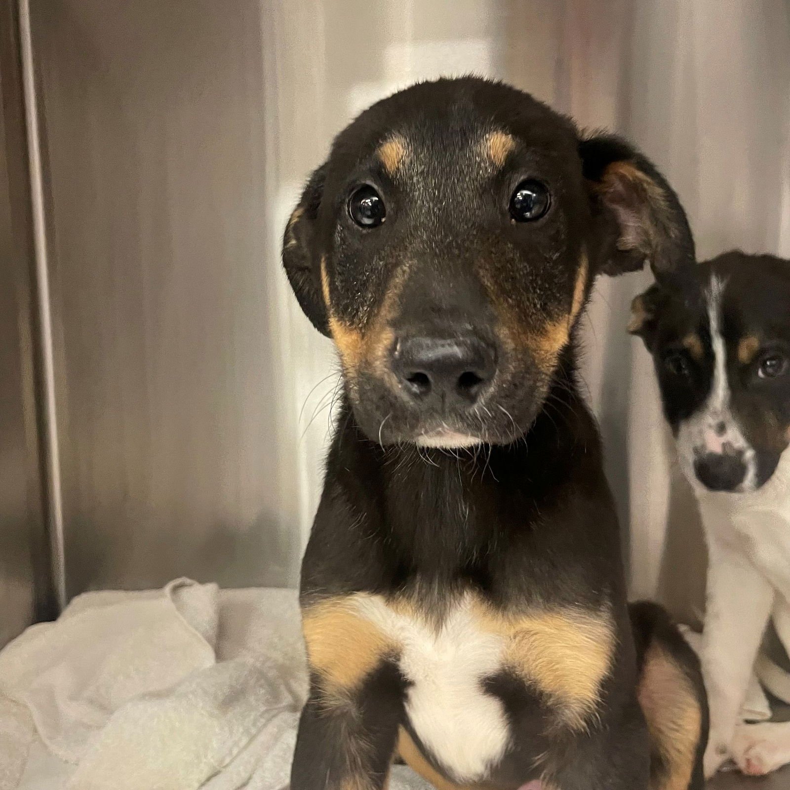 OAK - Unknown available for adoption