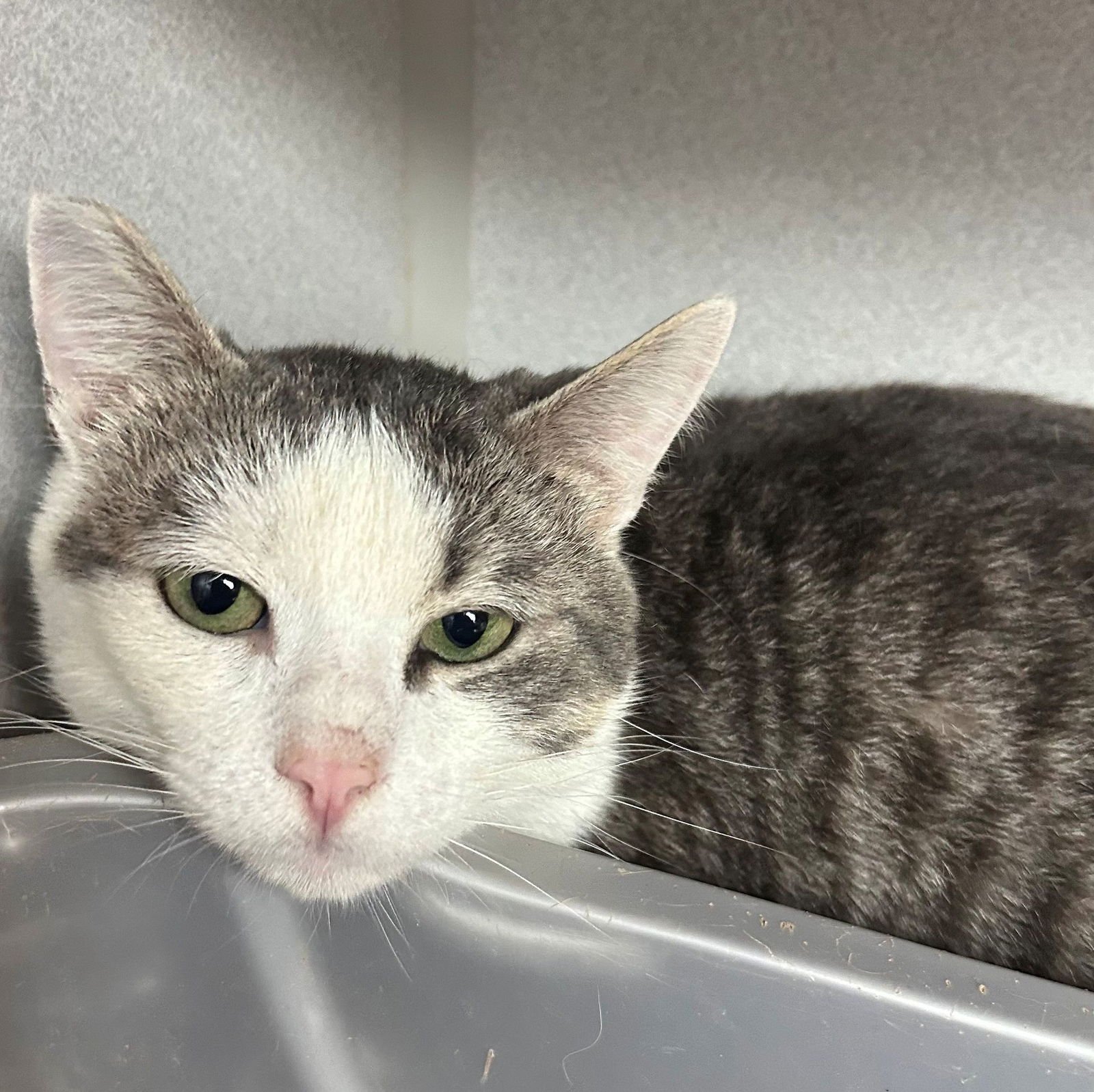 GENESIS - Unknown available for adoption