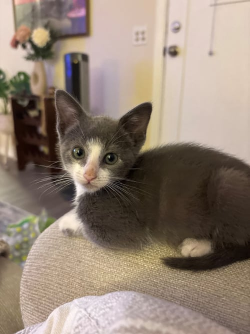 BLOSSOM - Unknown available for adoption
