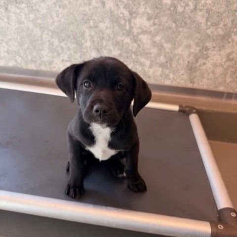 DARLA - Unknown available for adoption