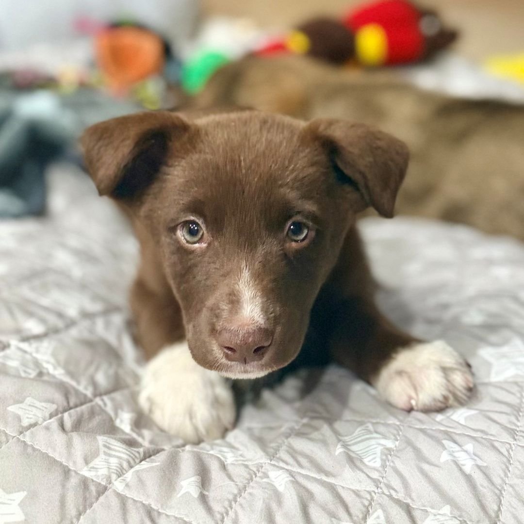 BUZZ MCCALLISTER - Unknown available for adoption