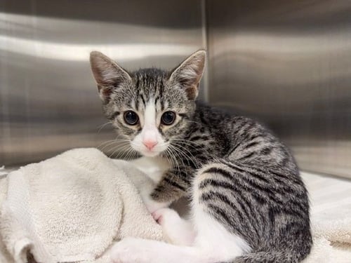 DRAGON - Unknown available for adoption