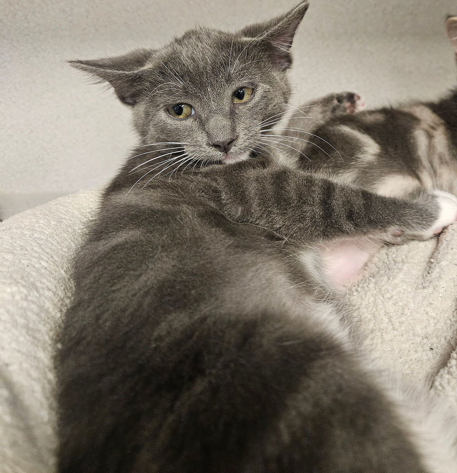 DUST - Unknown available for adoption