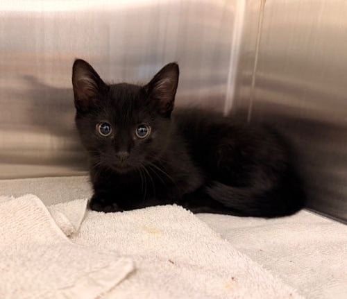 FLY - Unknown available for adoption