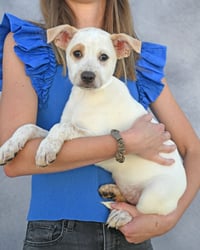 Poppy - Photo 1