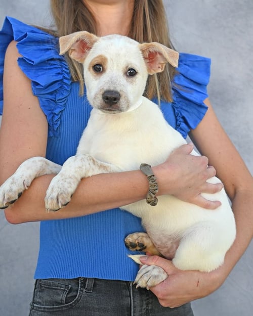 POPPY - Unknown available for adoption