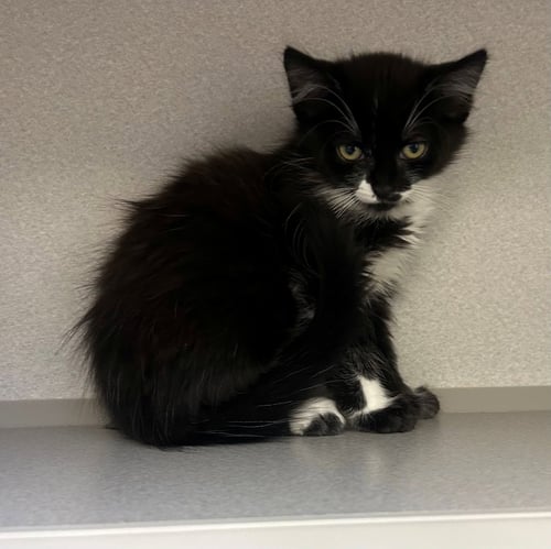 CLOUDY - Unknown available for adoption