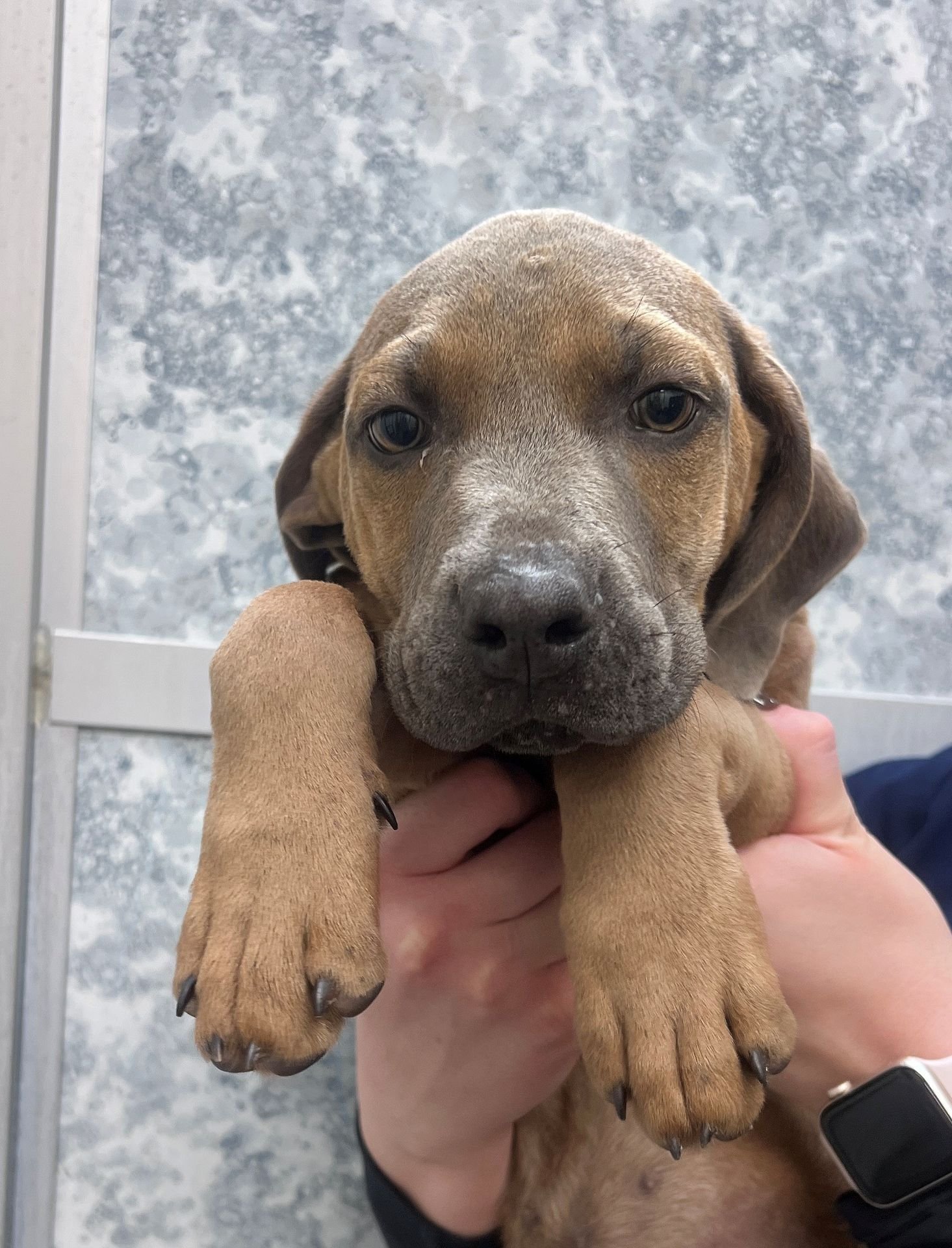 UNICORN - Unknown available for adoption