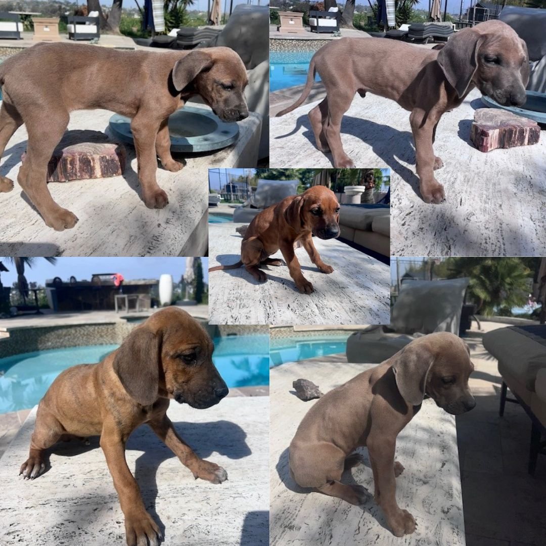 UNICORN - Unknown available for adoption