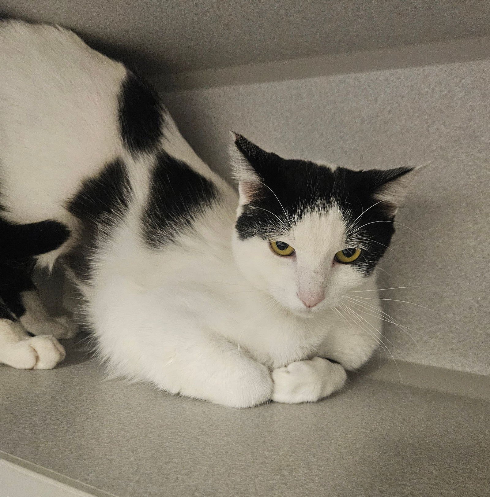 SALLY SUE - Unknown available for adoption