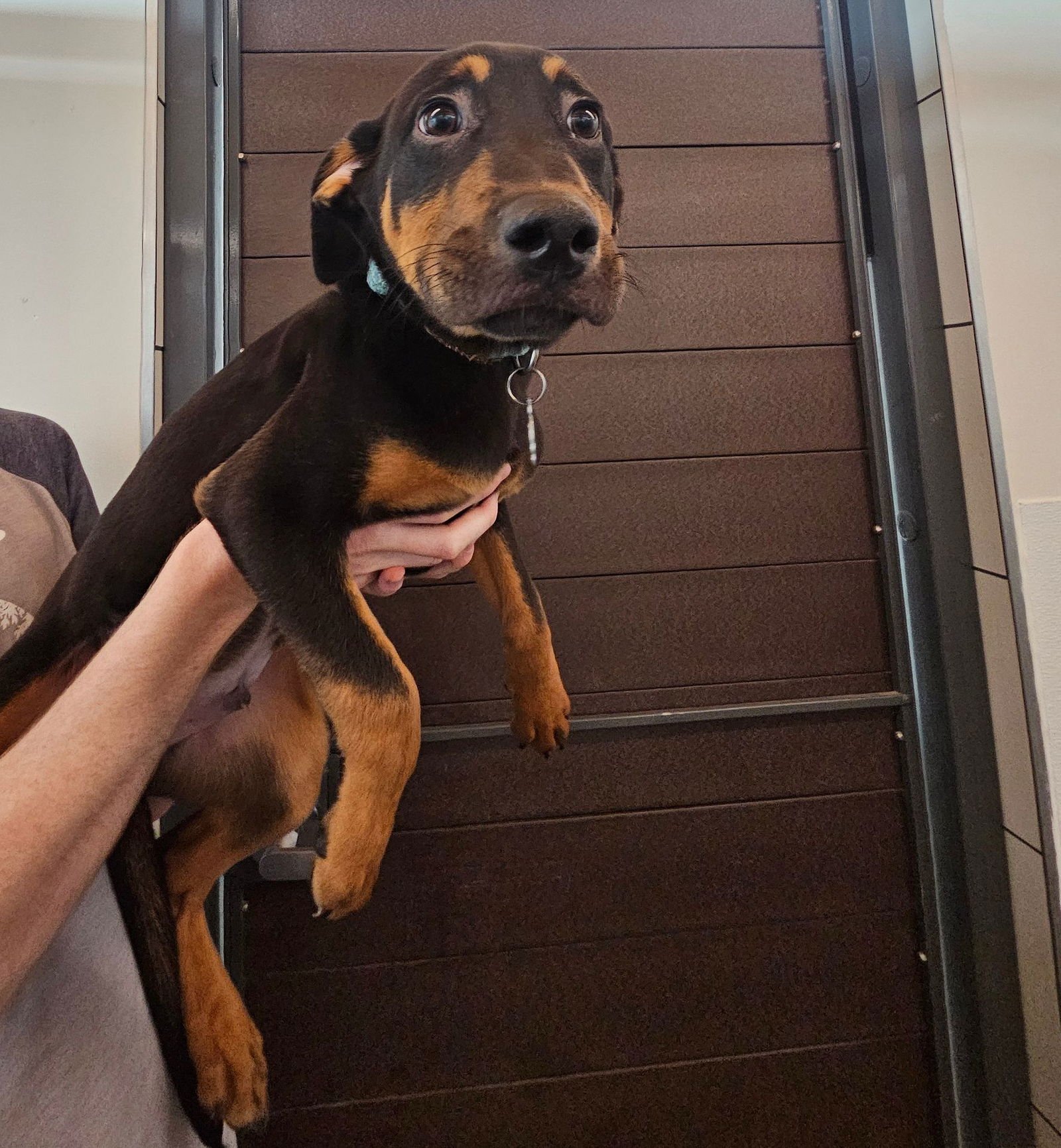 FLOUNDER - Unknown available for adoption