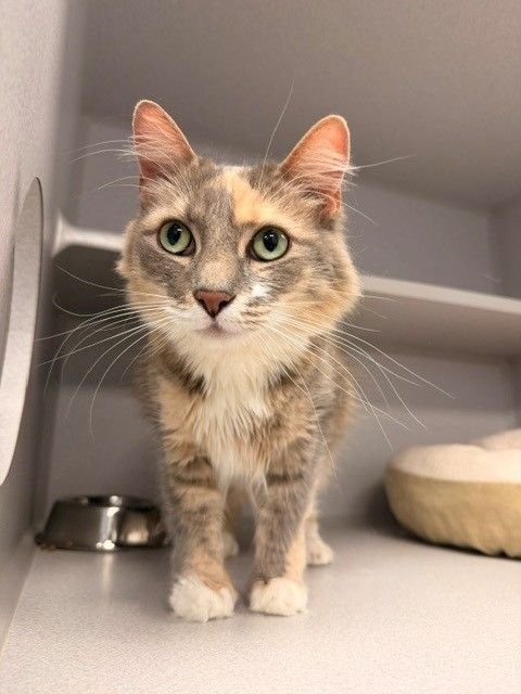 GIRLFRIEND - Unknown available for adoption