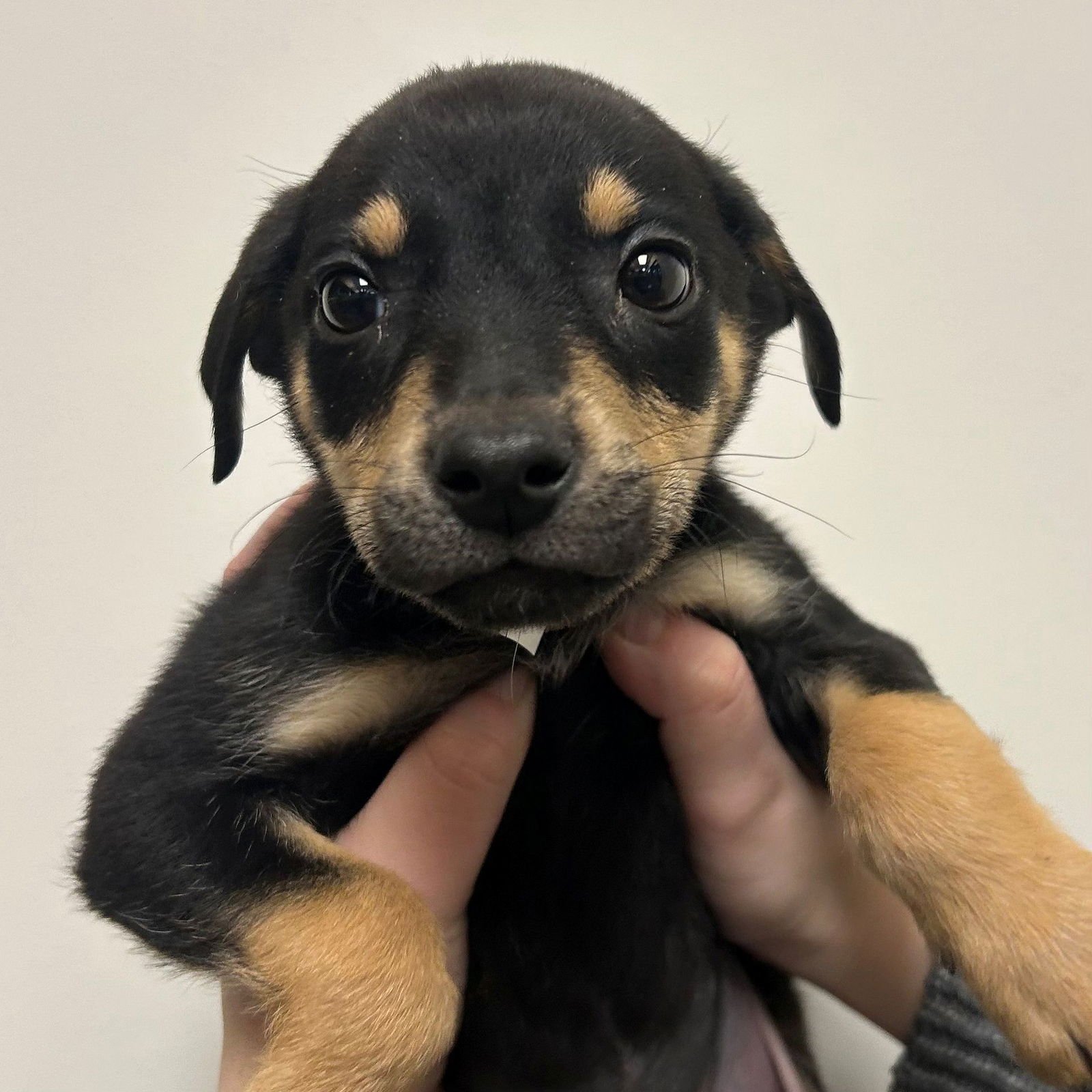 YAHTZEE - Unknown available for adoption