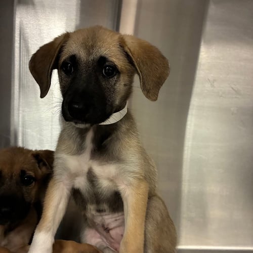 HEIDI - Unknown available for adoption