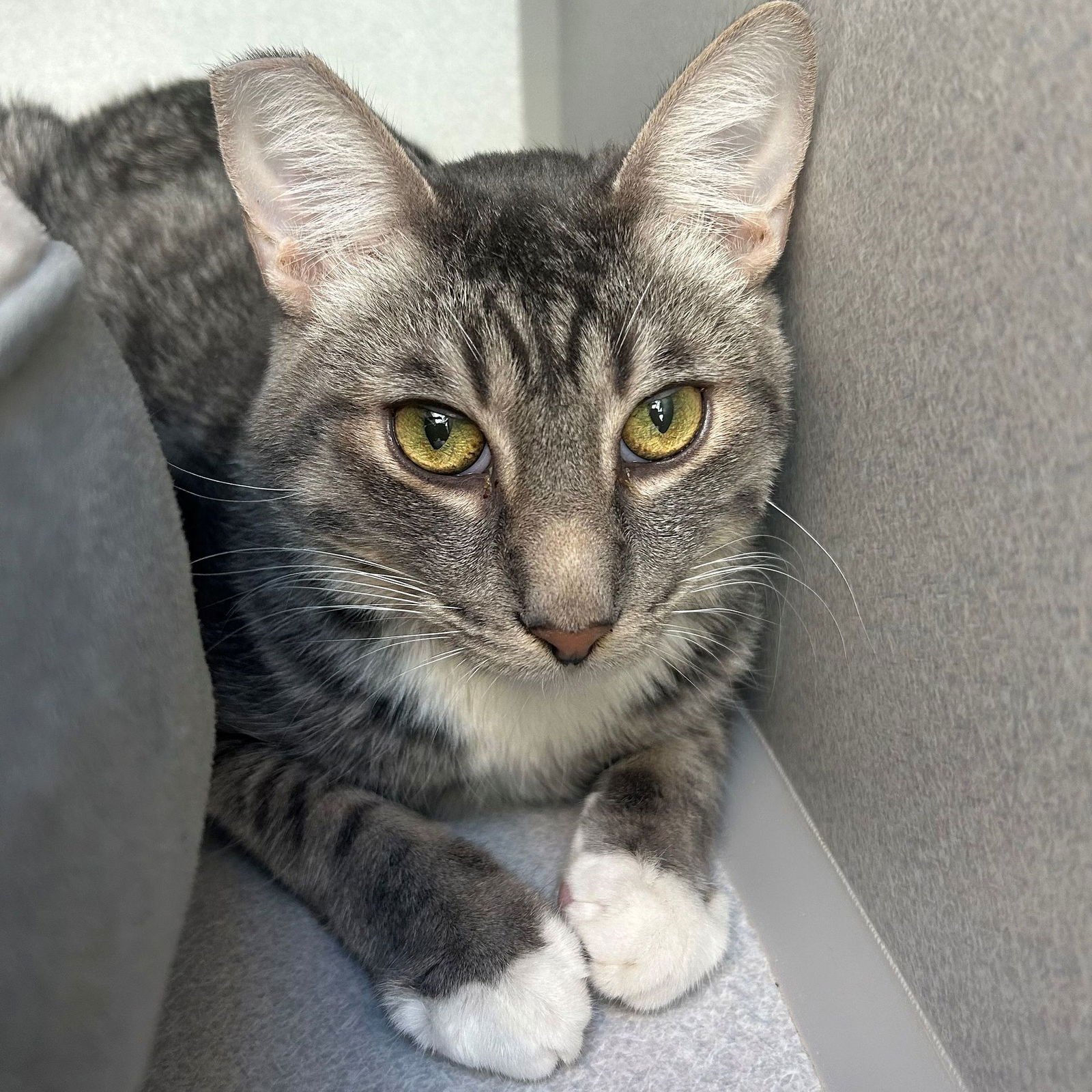 WILLIAM - Unknown available for adoption