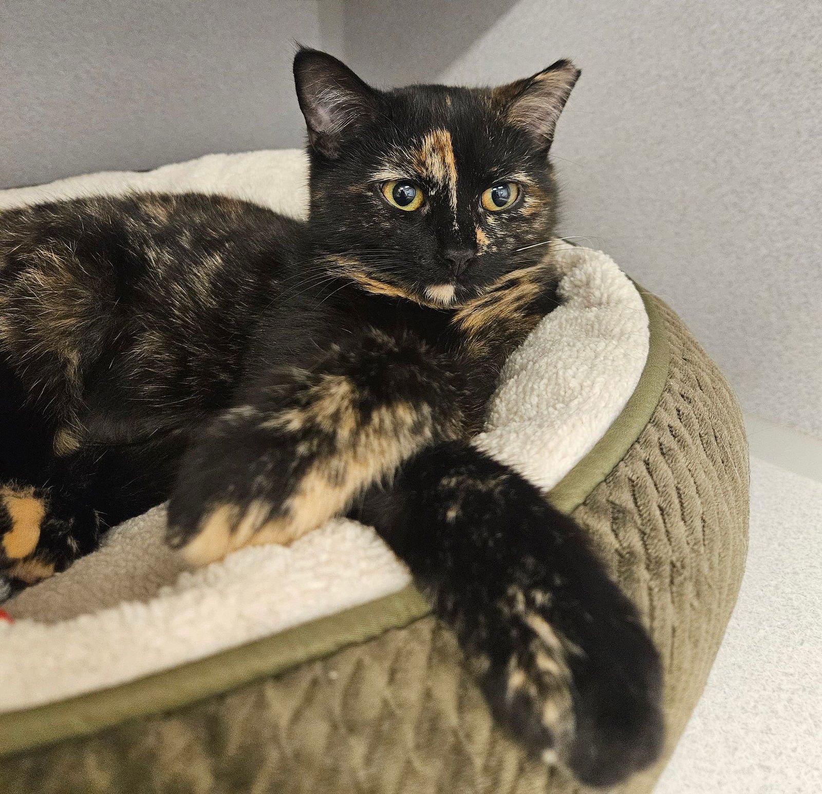 MAYA - Unknown available for adoption