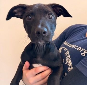 STRUDEL - Unknown available for adoption