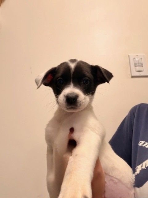 UKULELE - Unknown available for adoption