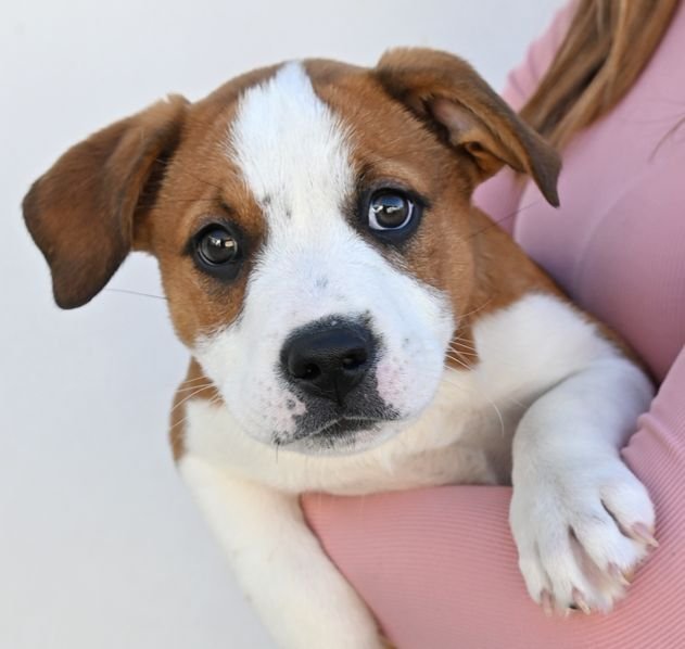 BUNNY - Unknown available for adoption