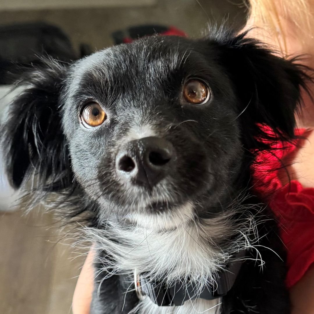 CASSANDRA - Unknown available for adoption