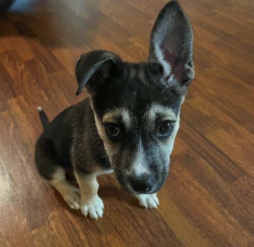 WARREN - Unknown available for adoption