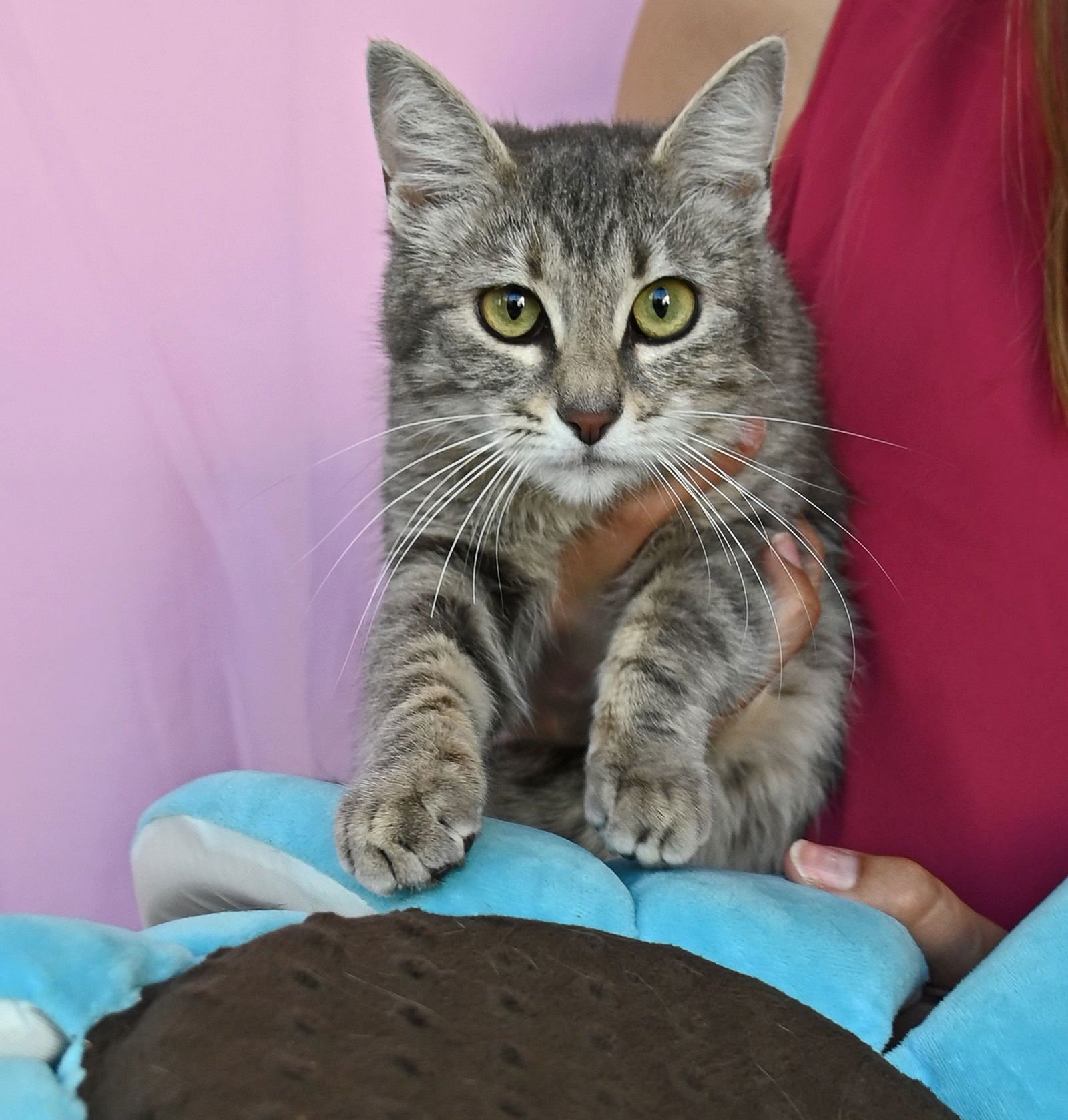 WINN DIXIE - Unknown available for adoption