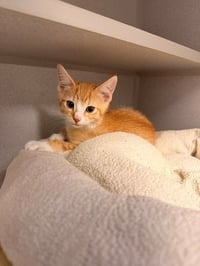 Stanley - Photo 1