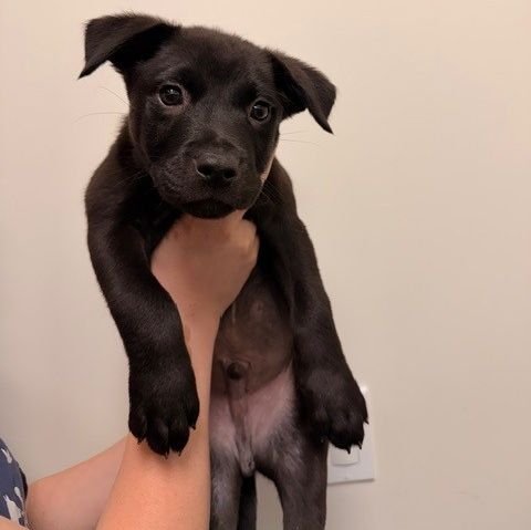 FRENCH HEN - Unknown available for adoption