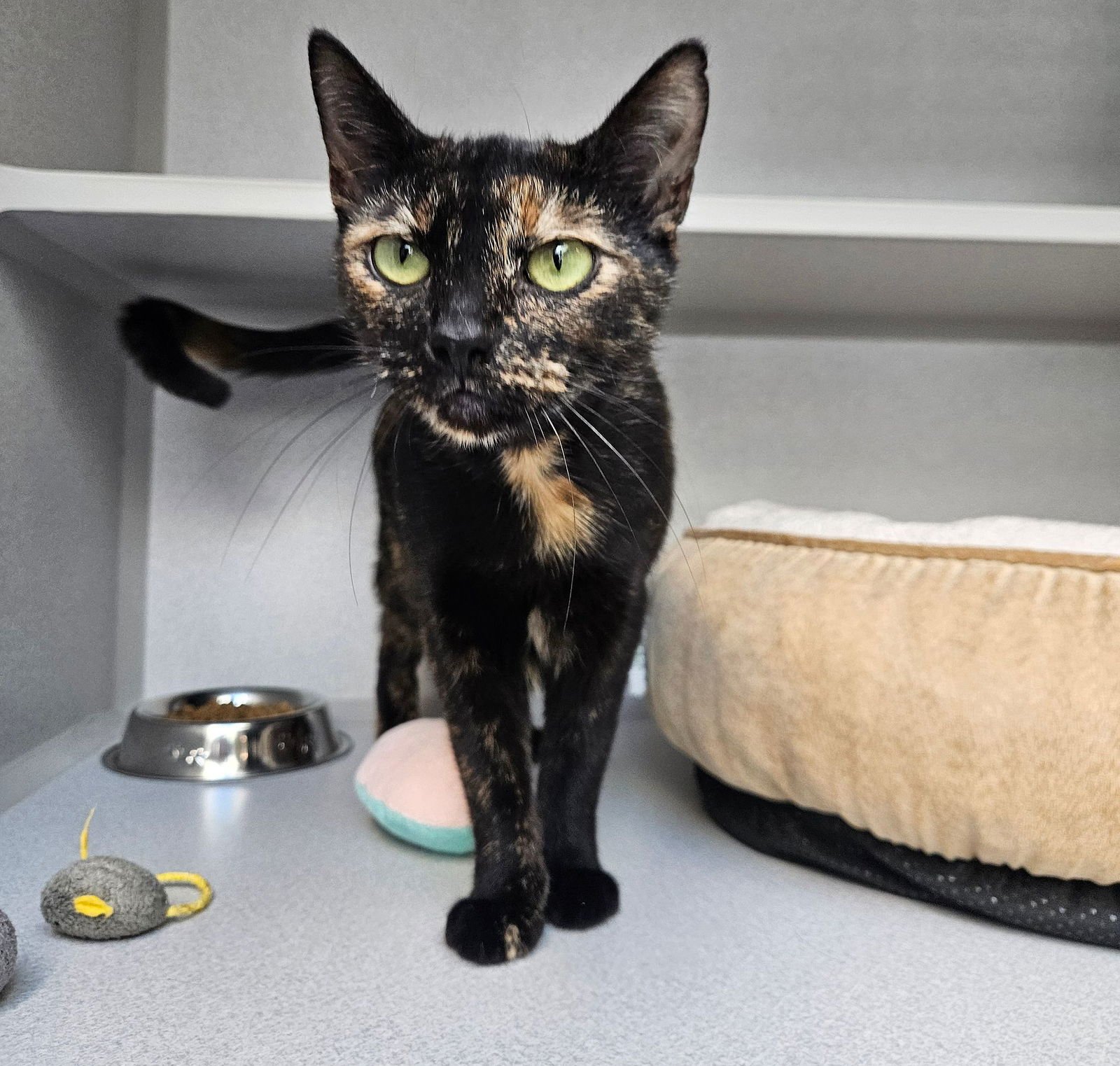 AKIRA - Unknown available for adoption