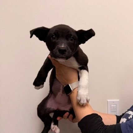 BASHFUL - Unknown available for adoption