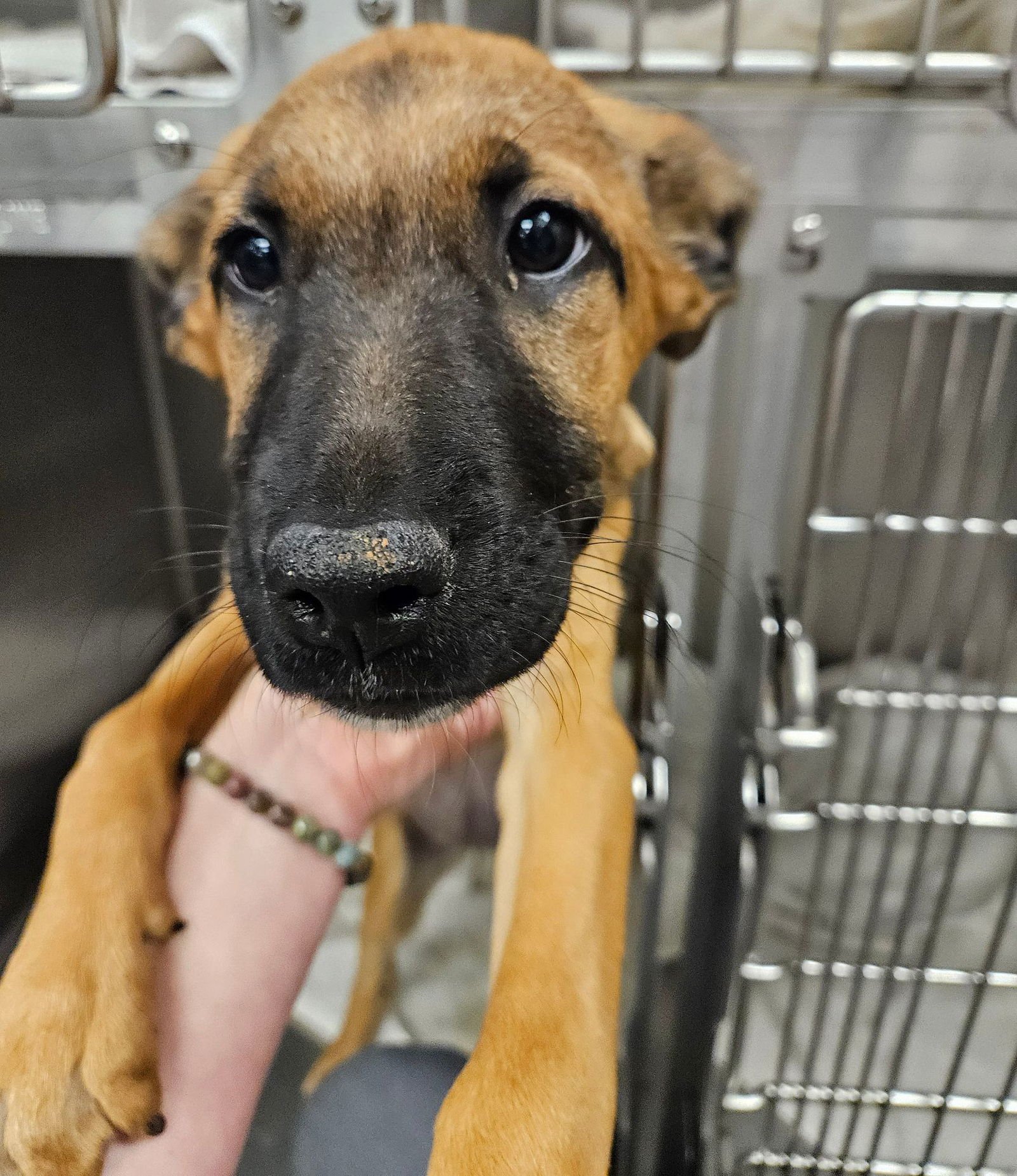 GRACE - Unknown available for adoption