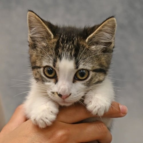 CALIFORNIA - Unknown available for adoption