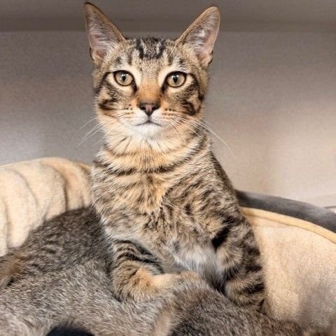 YANG - Unknown available for adoption